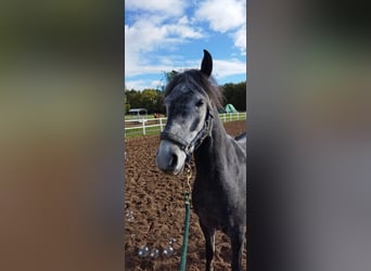 Paso Fino, Wałach, 5 lat, 145 cm