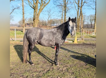 Paso Fino, Wałach, 5 lat, 142 cm, Siwa