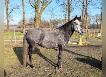 Paso Fino, Wałach, 5 lat, 142 cm, Siwa