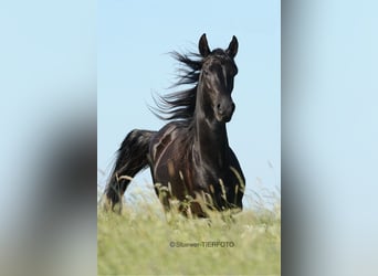 Paso Fino, Wallach, 12 Jahre, 149 cm, Rappe