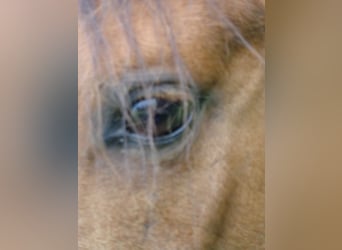 Paso Fino, Wallach, 14 Jahre, Falbe