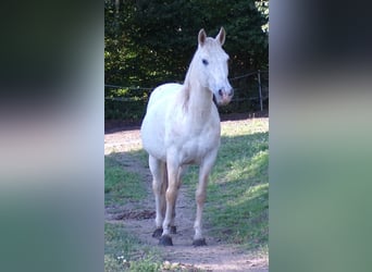 Paso Fino, Wallach, 15 Jahre, 142 cm, Tigerschecke