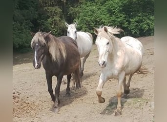 Paso Fino, Wallach, 16 Jahre, 142 cm, Tigerschecke