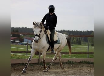 Paso Fino Mix, Wallach, 16 Jahre, 143 cm, Schimmel