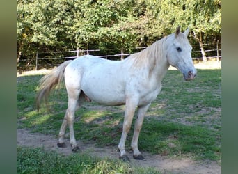 Paso Fino, Wallach, 19 Jahre, 142 cm, Tigerschecke