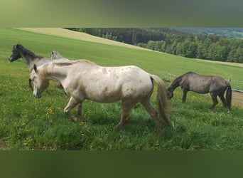Paso Fino, Wallach, 19 Jahre, 142 cm, Tigerschecke