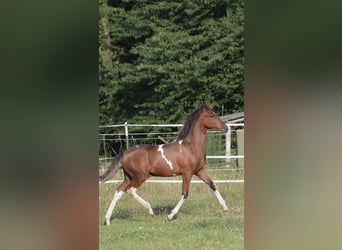 Paso Fino, Wallach, 1 Jahr, Schecke