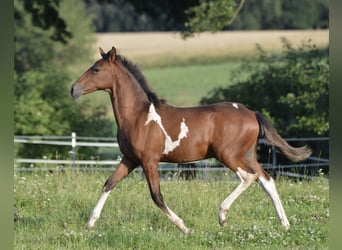 Paso Fino, Wallach, 1 Jahr, Schecke