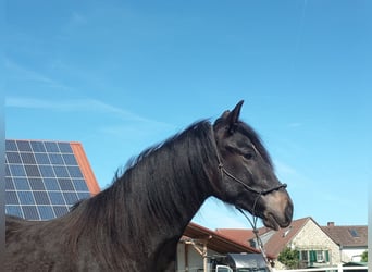 Paso Fino, Wallach, 2 Jahre, 143 cm, Rappe