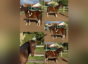 Paso Fino, Wallach, 2 Jahre, 150 cm, Schecke