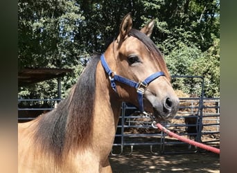 Paso Fino, Wallach, 2 Jahre, Falbe