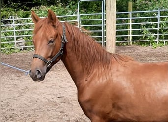 Paso Fino, Wallach, 3 Jahre, Fuchs