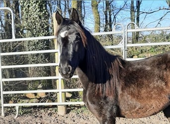 Paso Fino, Wallach, 3 Jahre, Rappe