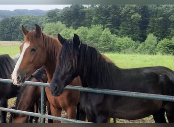 Paso Fino, Wallach, 3 Jahre, Rappe