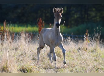 Paso Fino, Wallach, 3 Jahre, Rappe