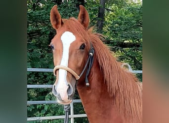 Paso Fino, Wallach, 4 Jahre, 148 cm, Fuchs
