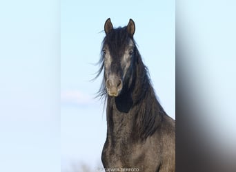 Paso Fino, Wallach, 4 Jahre, 149 cm, Rappschimmel
