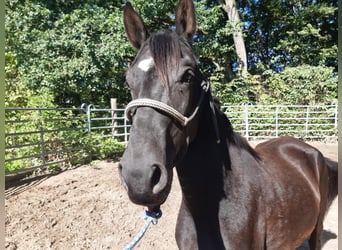 Paso Fino, Wallach, 4 Jahre, Rappe