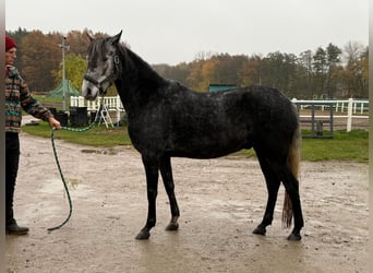 Paso Fino, Wallach, 6 Jahre, 145 cm
