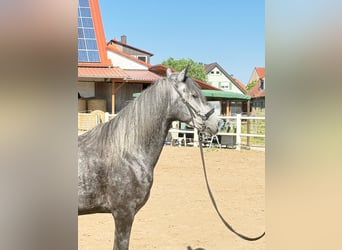 Paso Fino, Wallach, 6 Jahre, 145 cm, White