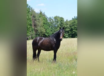Paso Fino, Wallach, 6 Jahre, 148 cm, Schwarzbrauner