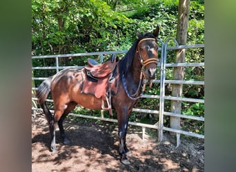Paso Fino, Wallach, 6 Jahre, Brauner