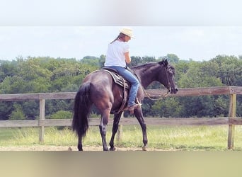 Paso Fino, Wallach, 7 Jahre, 152 cm, Rappe