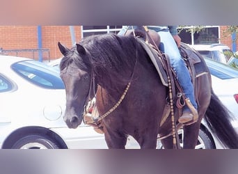 Paso Fino, Wallach, 7 Jahre, 152 cm, Rappe