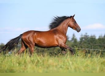 Paso Fino, Wallach, 7 Jahre, Brauner