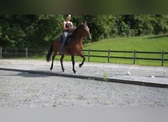 Paso Fino, Wallach, 8 Jahre, 142 cm, Rotbrauner