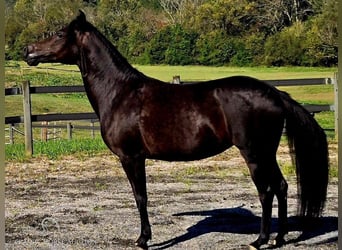 Paso Fino, Yegua, 10 años, 142 cm, Negro