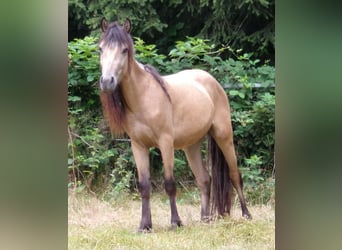 Paso Fino Mestizo, Yegua, 3 años, 120 cm, Buckskin/Bayo
