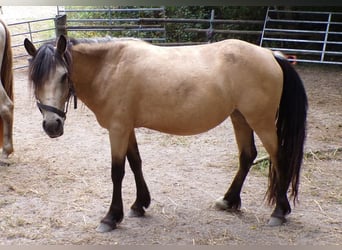 Paso Fino Mestizo, Yegua, 4 años, 120 cm, Buckskin/Bayo
