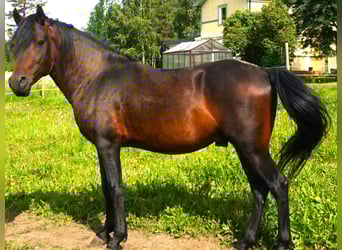Paso Fino, Yegua, 4 años, 142 cm, Castaño rojizo