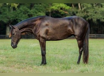 Paso Fino, Yegua, 4 años, Negro