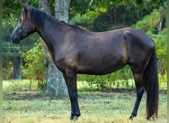 Paso Fino, Yegua, 4 años, Negro