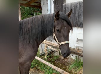 Paso Iberoamericano, Caballo castrado, 2 años, 150 cm, Negro