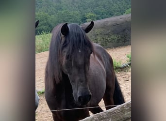 Paso Iberoamericano, Caballo castrado, 3 años, 150 cm, Negro