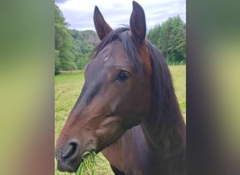 Paso Iberoamericano, Caballo castrado, 4 años, 156 cm, Castaño