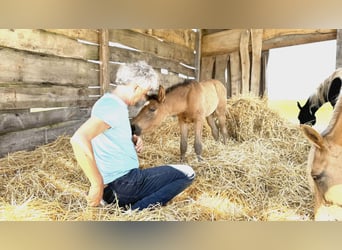 Paso Iberoamericano, Hengst, 1 Jaar, Falbe