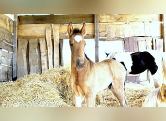 Paso Iberoamericano, Hengst, 1 Jaar, Falbe