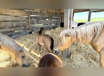 Paso Iberoamericano, Hengst, 1 Jaar, Falbe