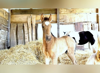 Paso Iberoamericano, Hengst, 1 Jaar, Falbe