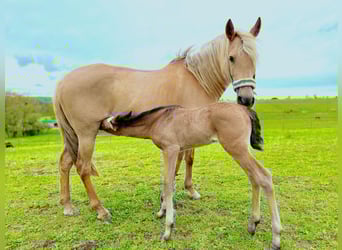 Paso Iberoamericano, Hengst, 1 Jaar, Falbe