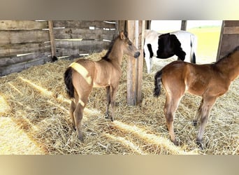 Paso Iberoamericano, Hengst, 1 Jaar, Falbe