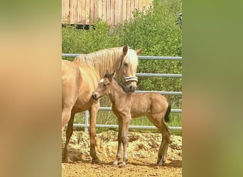 Paso Iberoamericano, Hengst, 1 Jaar, Falbe
