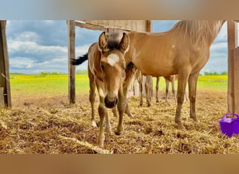 Paso Iberoamericano, Hengst, 1 Jahr, Falbe