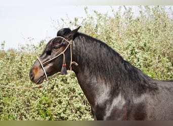 Paso Iberoamericano, Hengst, 5 Jahre, 152 cm, Rappe
