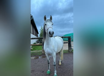 Paso Iberoamericano, Jument, 14 Ans, 166 cm, Gris