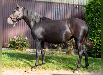 Paso Iberoamericano, Stute, 3 Jahre, 14,2 hh, Kann Schimmel werden